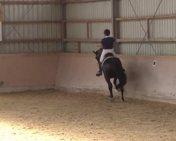 Reitturnier Bad Windsheim/Mfr. 2021