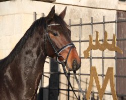 Pferd Querido 61 (Württemberger, 2012, von Quadrofino)