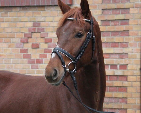 horse Quentin (Württemberger, 2012, from Quadrofino)