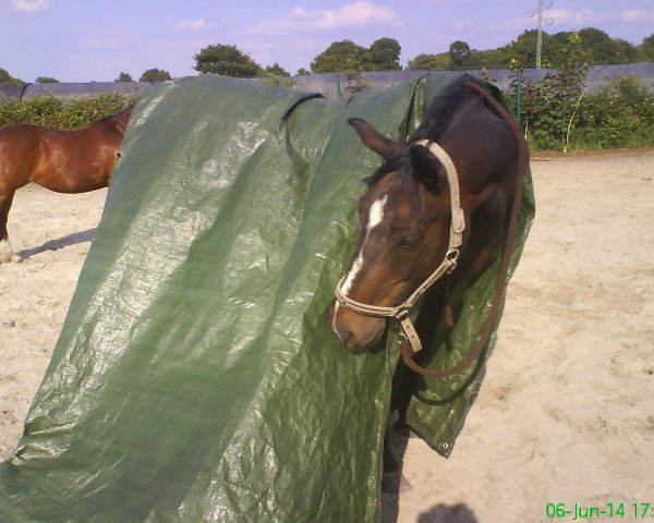 horse Dream Destiny (Oldenburg, 2002, from Depardieu 11)