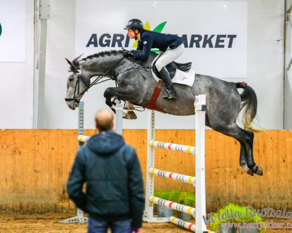 horse C-Eckhardt (Finnish Warmblood, 2010, from ST Cacey 150 FIN)