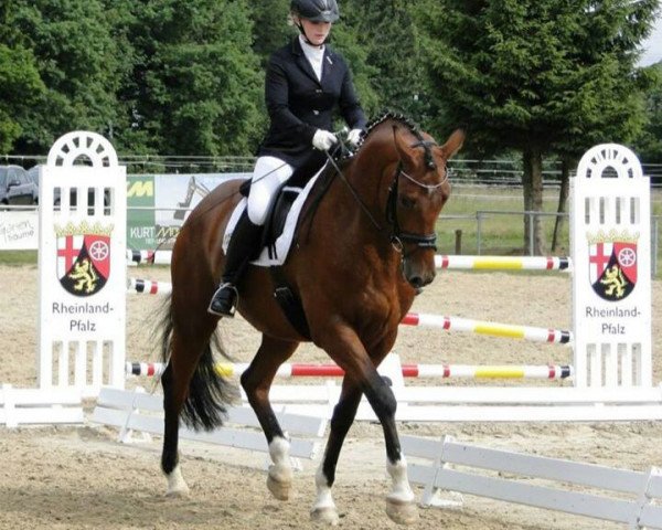 dressage horse Minz Fritz (Trakehner, 2008, from Heops)