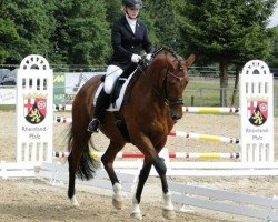 dressage horse Minz Fritz (Trakehner, 2008, from Heops)