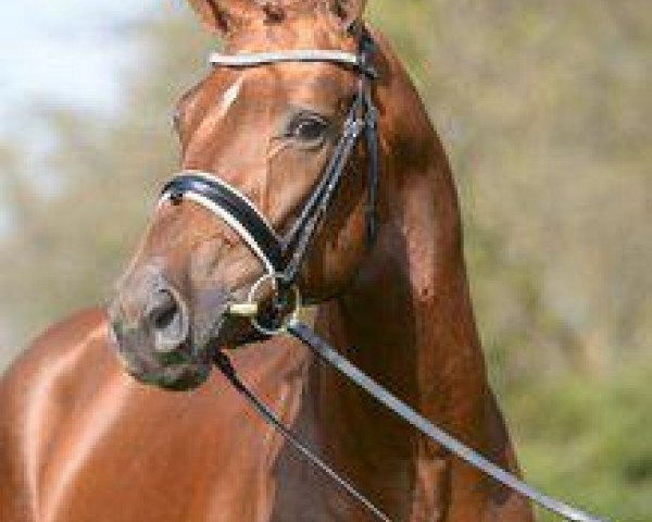 stallion Don Clemente (Oldenburg, 2011, from Don Schufro)