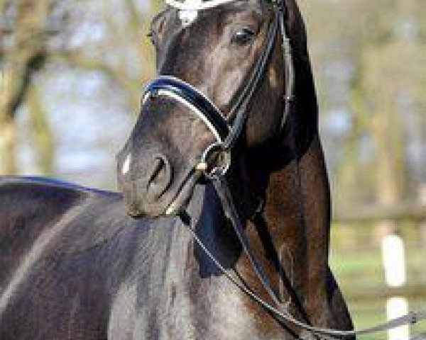 Deckhengst Amandari (Hannoveraner, 2010, von Ampère)