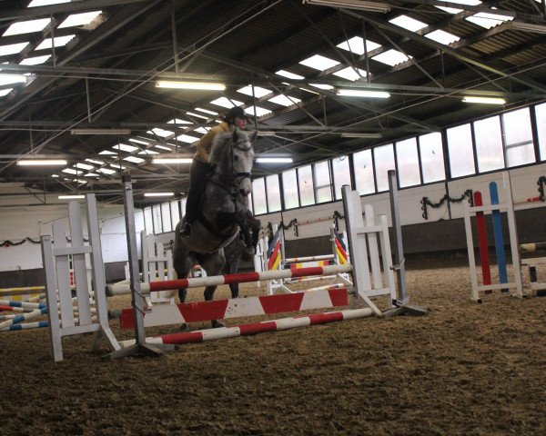 horse Flying Dream 29 (KWPN (Royal Dutch Sporthorse), 2010, from Silverstone)