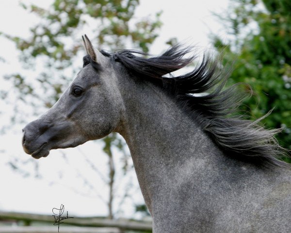 stallion EM Hamaal el Said (Arabian purebred, 2009, from GR Faleeh EAO)