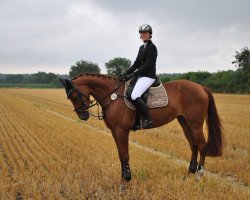 jumper Filia d'Glorie (Hanoverian, 2007, from For Keeps)