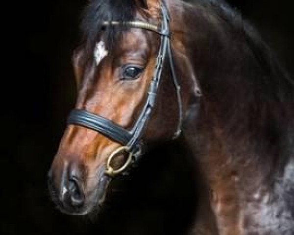 dressage horse DSP Quindale (German Sport Horse, 2011, from Quaterback)