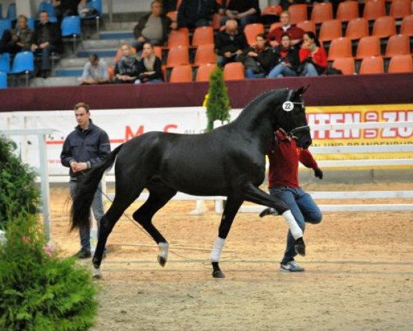 Deckhengst Sunset Paradise (Hannoveraner, 2012, von Surprice)