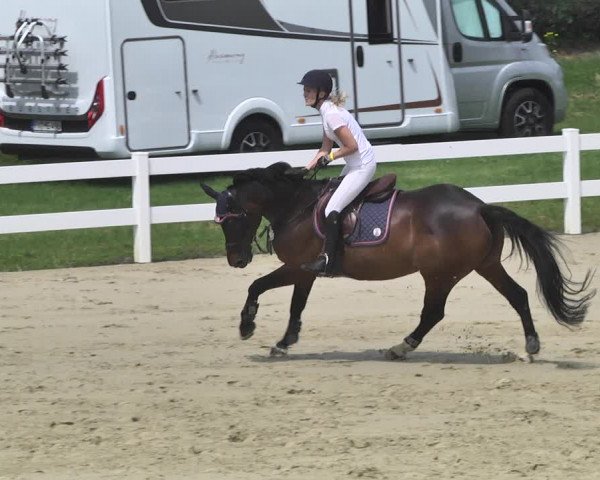 Reitturnier - Leutkirch-Diepoldshofen 2021