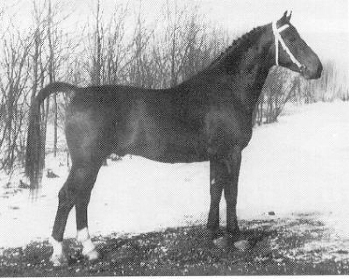 Plemeník Attaché (Groninger, 1959, od Odin van Wittenstein)