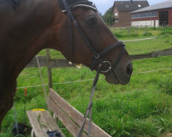 Pferd harlekin 349 (Hannoveraner, 2001, von Heraldik xx)