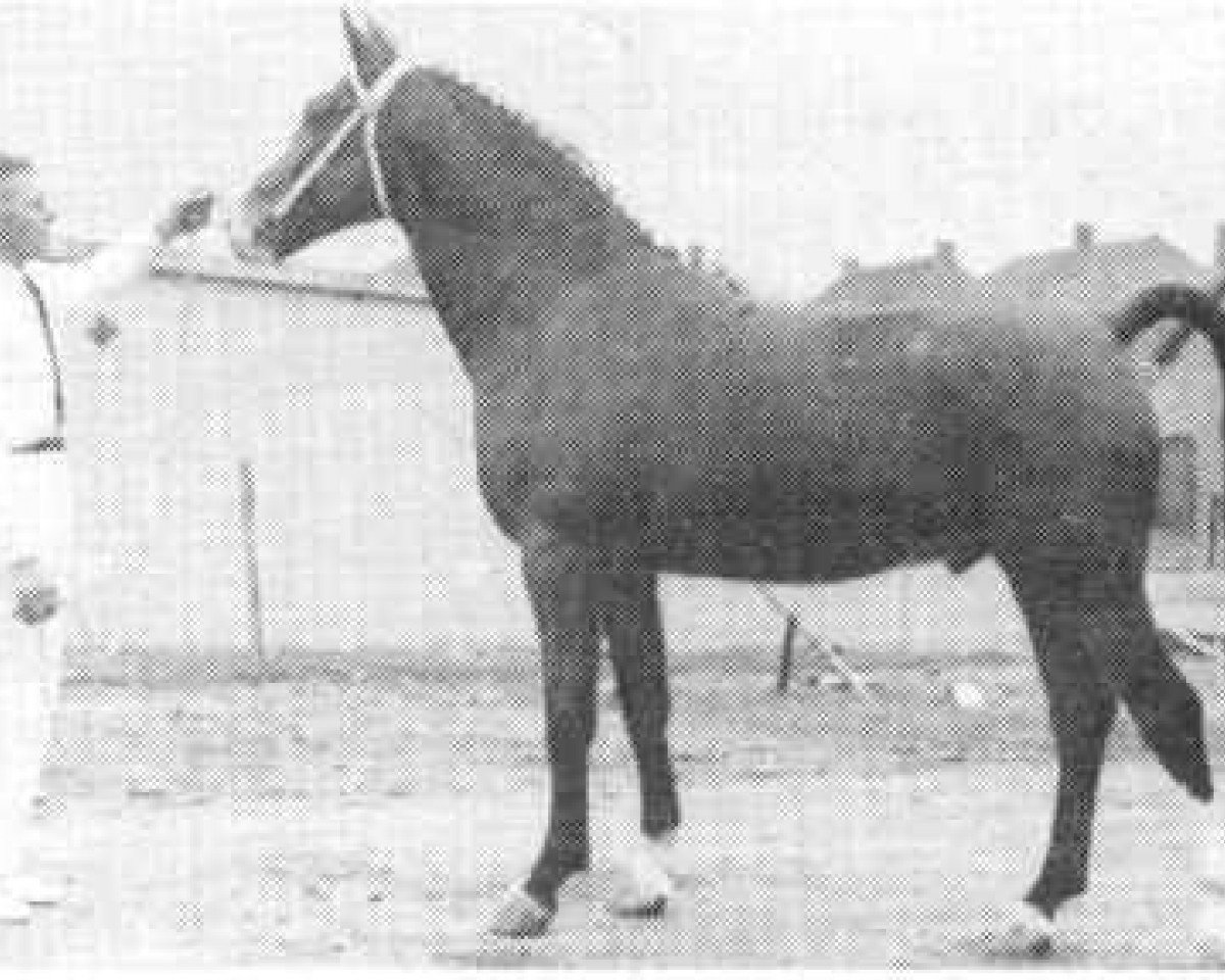 Deckhengst Favoriet (Gelderländer, 1964, von Victor)