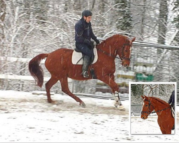 broodmare Wega (Hanoverian, 2000, from Weltmeyer) broodmare Wega (Hanoverian, 2000, from Weltmeyer)
