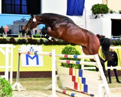 stallion Conbassy (Hanoverian, 2012, from Contendro I)