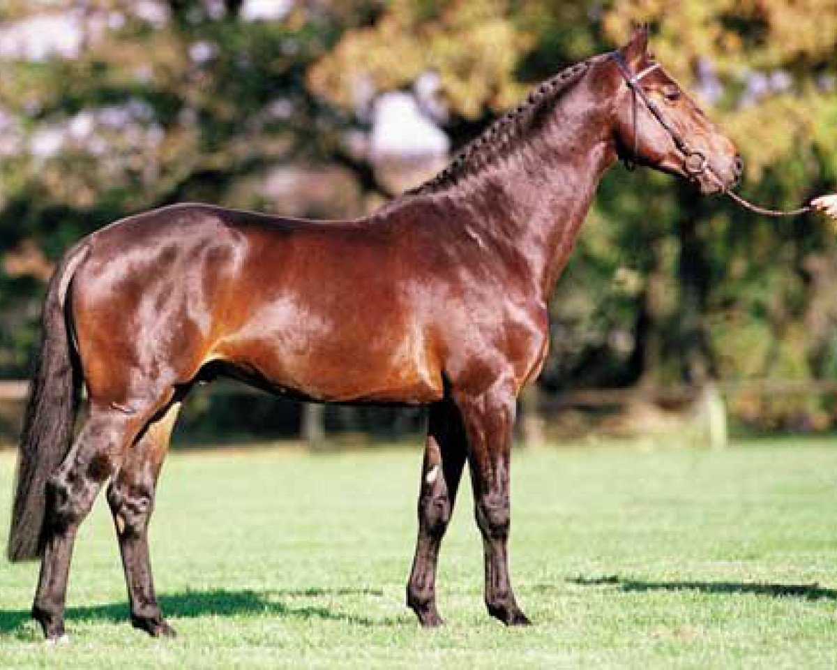 Dressurpferd Murano (KWPN (Niederländisches Warmblut), 1994, von Burggraaf)