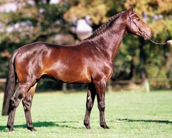 dressage horse Murano (KWPN (Royal Dutch Sporthorse), 1994, from Burggraaf)