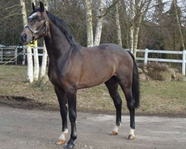 jumper Cashell (Holsteiner, 2007, from Casall Ask)