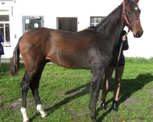 horse Hengst (Oldenburg, 2013, from Bretton Woods)