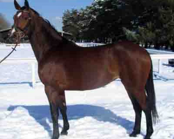 horse Charleen (Oldenburg, 2009, from Chico's Boy)