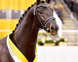 stallion Quitoll (Hanoverian, 2012, from Quite Rubin)