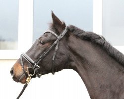 broodmare Lafayette AS (Westphalian, 2003, from Lancer II)