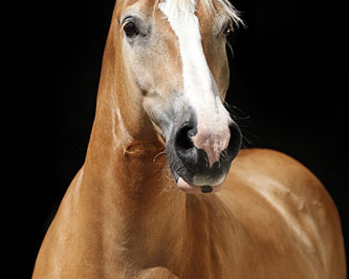 Cavallo Quent (Haflinger, 2001, di Star (6,25% ox))