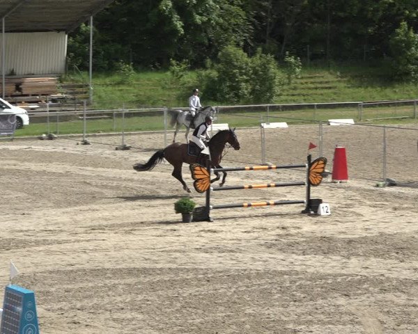 Reitturnier Schaffhausen 2021