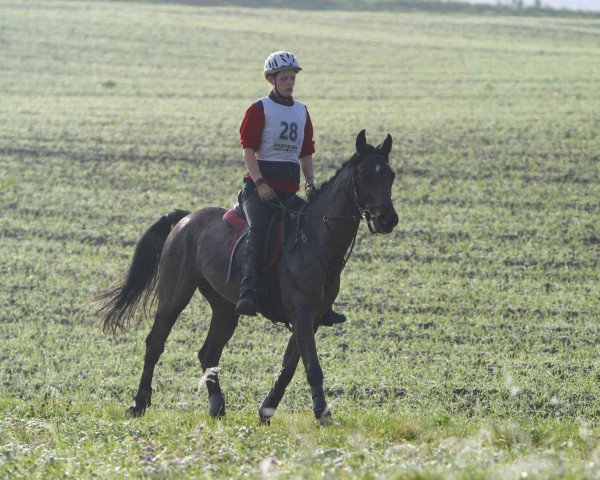horse Taskat ox (Arabian purebred, 1989, from Arccus 1983 ox)