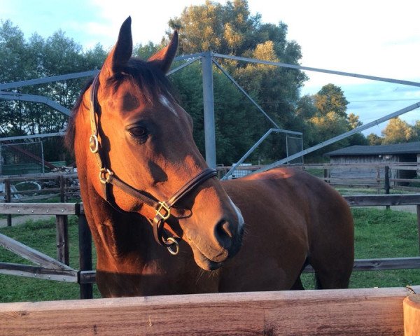 dressage horse Renaissance 90 (Holsteiner, 2001, from Esteban xx)