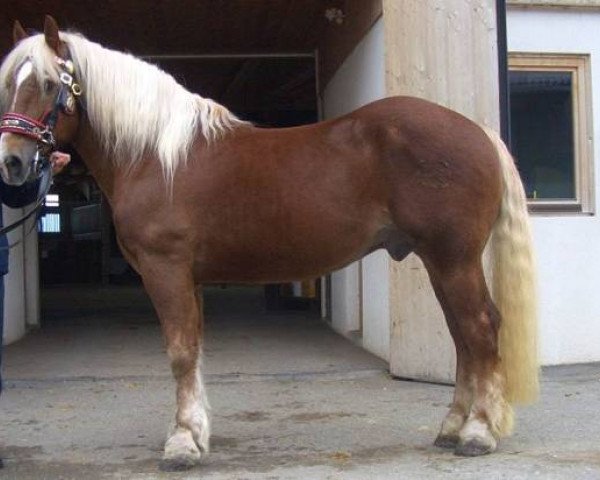 Cheval Eros Vulkan XVI liz. (Noriker,  , de Engelbert Vulkan XV)