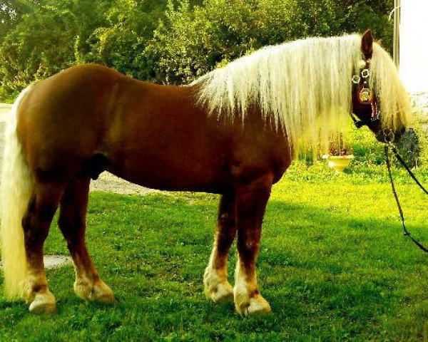 Cheval Elian Vulkan XVI (Noriker,  , de Engelbert Vulkan XV)