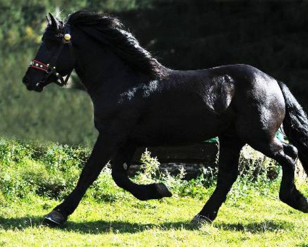 horse Edelstein Nero XIII (Noric,  , from Edelweiß Nero XII)