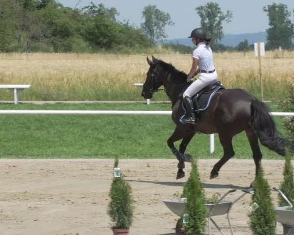 Reitturnier Biebesheim 2021