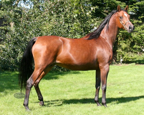 broodmare Exotic Pure ox (Arabian purebred, 1998, from Koronec ox)