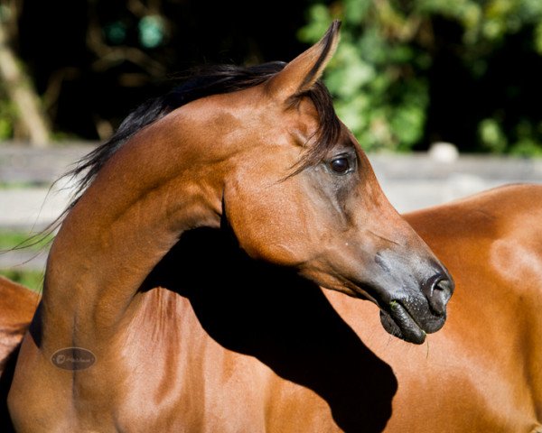 broodmare Mara ox (Arabian purebred, 2001, from Marsin ox)