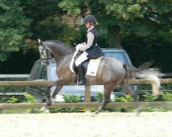 dressage horse Brouwershaven's Joost (Nederlands Welsh Ridepony, 2005, from Woldhoeve's Silco)