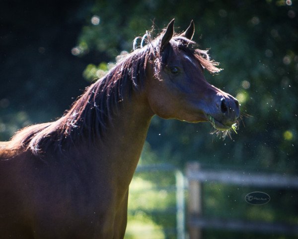 broodmare Maharani CF ox (Arabian purebred, 2007, from Psytadel 1998 ox)