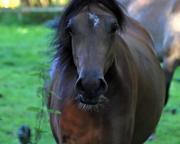 horse Majeedah CF ox (Arabian purebred, 2011, from WH Justice ox)