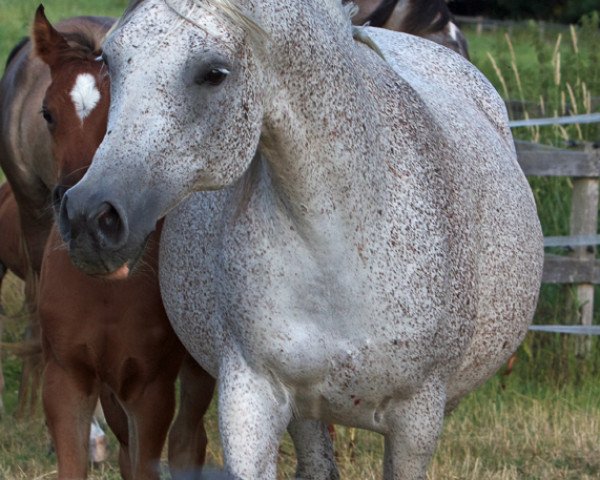 broodmare Kubina ox (Arabian purebred, 1996, from Vympel 1983 ox)
