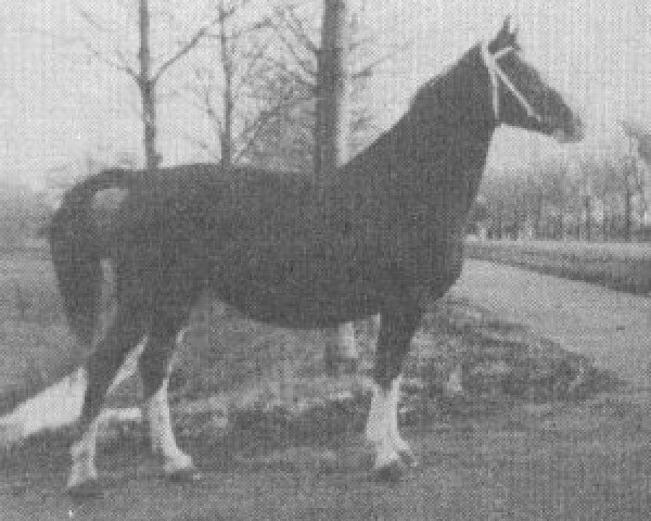 broodmare Jamieka (KWPN (Royal Dutch Sporthorse), 1968, from Fameus) broodmare Jamieka (KWPN (Royal Dutch Sporthorse), 1968, from Fameus)