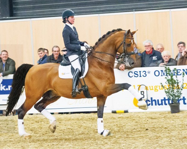 Deckhengst Alexandro P (Gelderländer, 2005, von Koss)