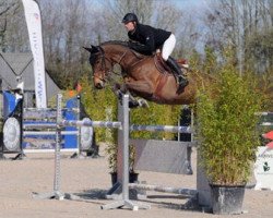 Springpferd Baritchou Dbt (Belgisches Warmblut, 2001, von Kannan)