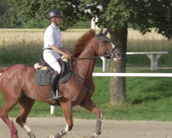 Reitturnier Biebesheim 2021