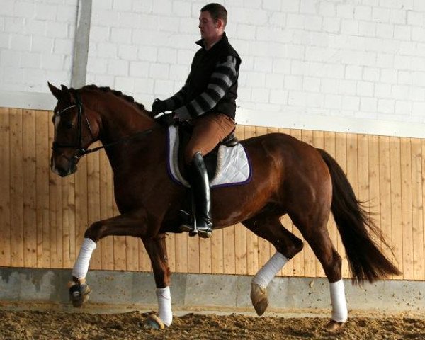 horse Brunello (Hanoverian, 2011, from Blue Hors Bentley)