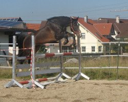 dressage horse Laddie (Württemberger, 2000, from Landioso)