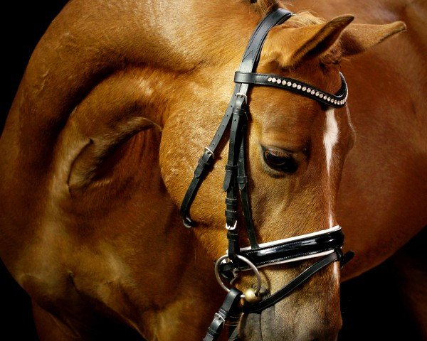 Dressurpferd Rohlsdorfs Wellensteyn (Deutsches Reitpony, 2009, von Holsteins Woodstock)