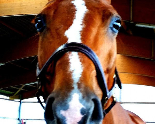 horse Lucilla 17 (Oldenburg show jumper, 2001, from Landor S)