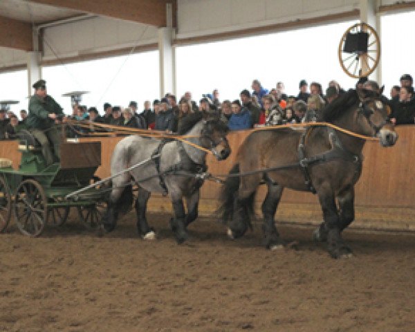 stallion Amethyst von Wernstedt (Rhenish-German Cold-Blood, 2002, from Amadeus 5815)